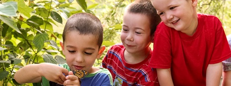 3 boys looking at butterfly