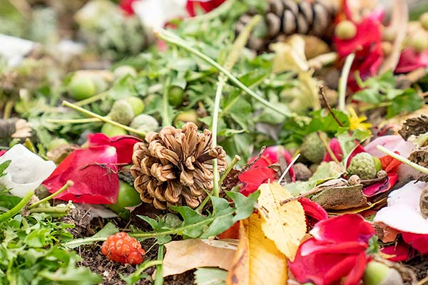 spread collection- pinecones, petals, leaves, acorns