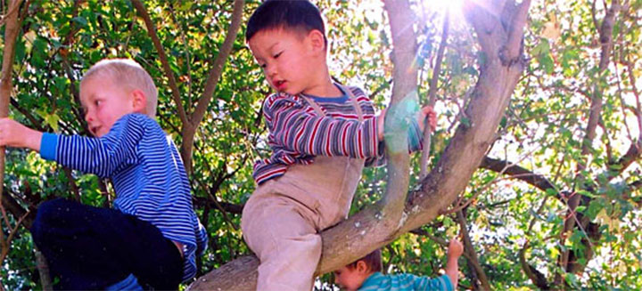 Two children climbing in a tree together