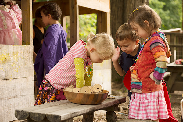 tree cookie counting