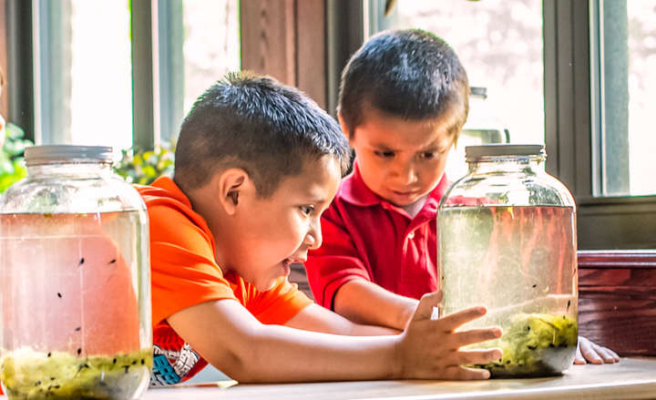 Two little boys exitedly watching tadpoles in a large glass jar