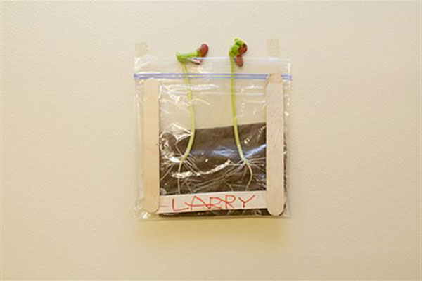 stems growing - bean sprouting project