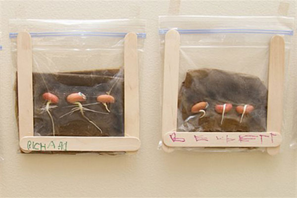 roots growing in a bag - bean sprouting project