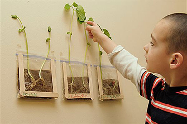 young child looking at new bean plants sprouting