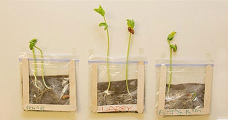 Beans growing in a bag