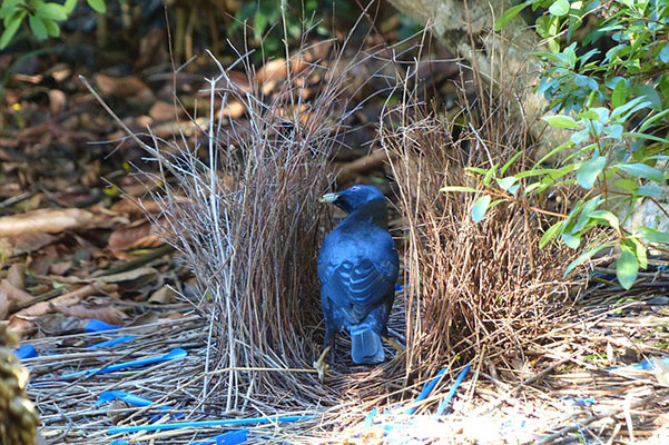 bowerbird in the bower it built
