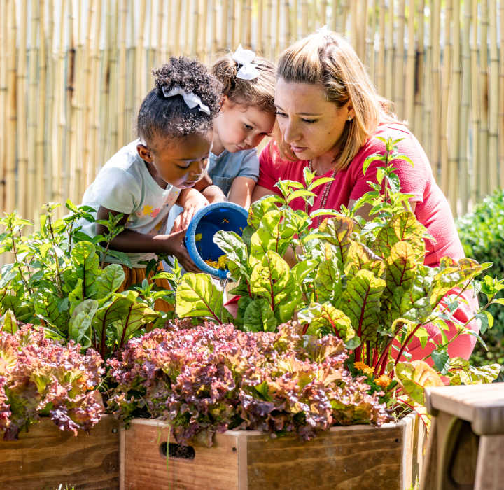 an early years teacher and two children are tending lettuce growing in wooden containers