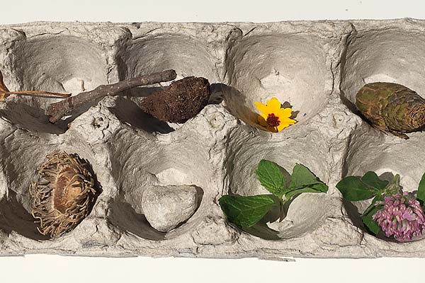 egg carton with nature objects