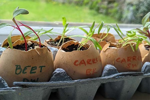 Seedling planted in eggshell pots