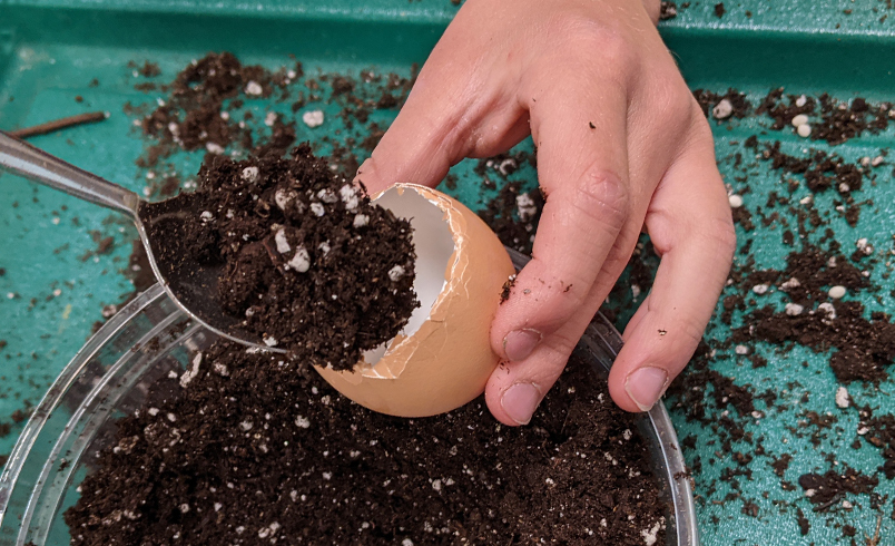 Spooning dirt into empty eggshell