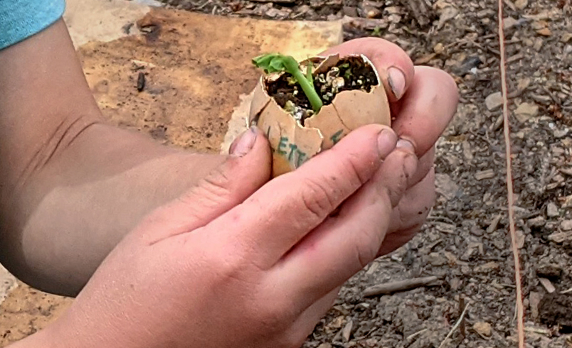 holding eggshell pot with sprouting seedling