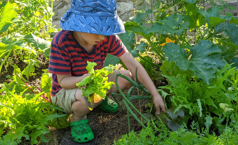 Boy with blue hat pulling carrots out of dirt