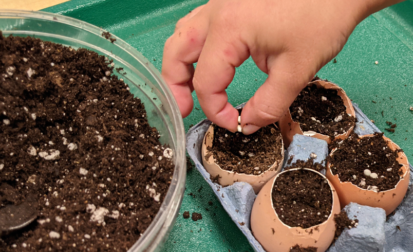Planting seeds into eggshells full of dirt