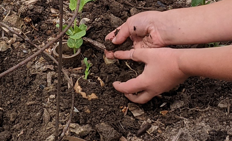 Covering eggshell pots with earth