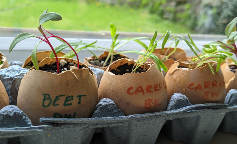 Eggshells pots with sprouting seedlings