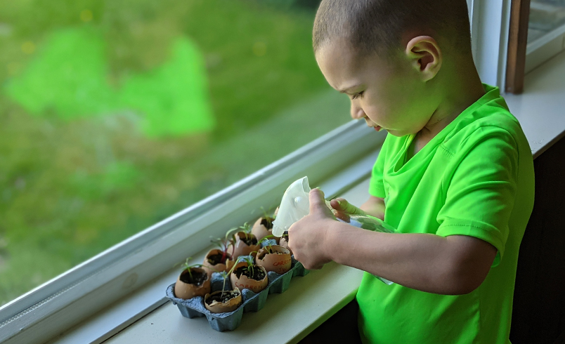 Watering seedlings growing in eggshell pots on windowsill