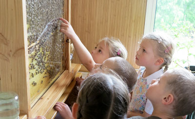 Project approach bees