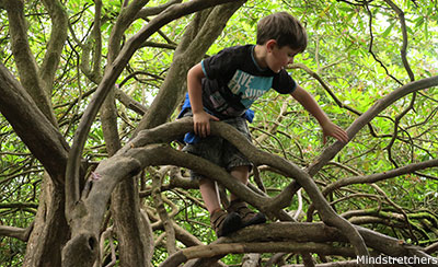 child climbing a tree