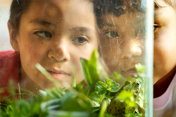 children looking at a frog