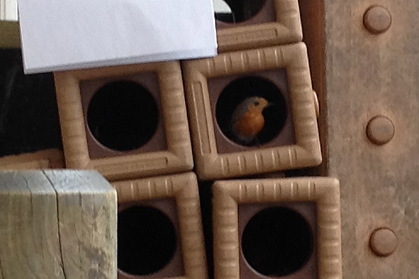 robin nesting in Outlast block