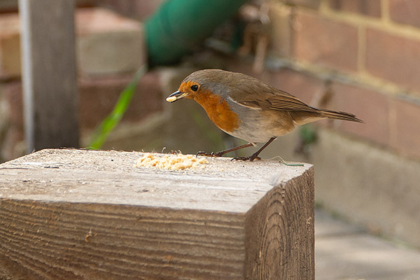 Robin with bread crumbs