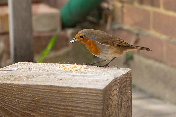 robin with bread crumbs