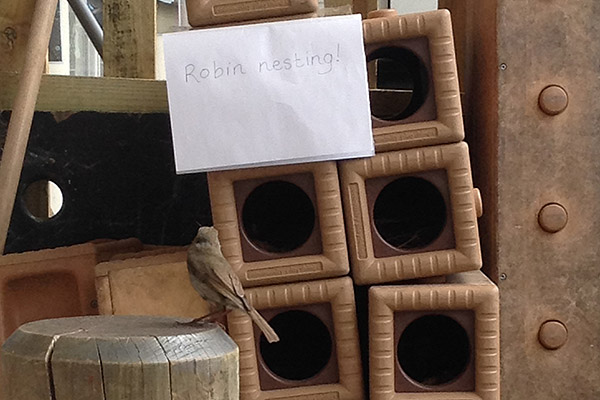 robin, Outlast, sign: Robin nesting!
