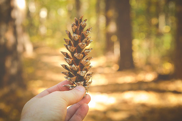 hand holding pinecone