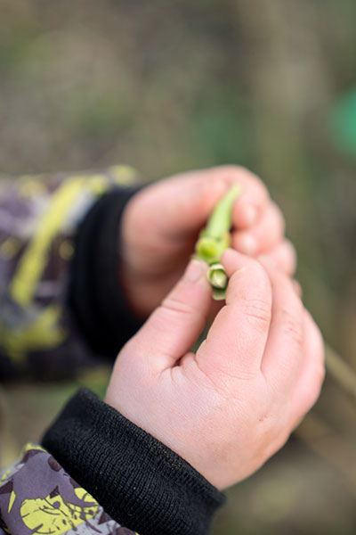 young child holding snowdrop close-up shot