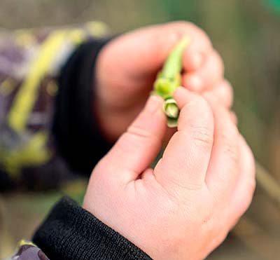 young child holding snowdrop close-up shot
