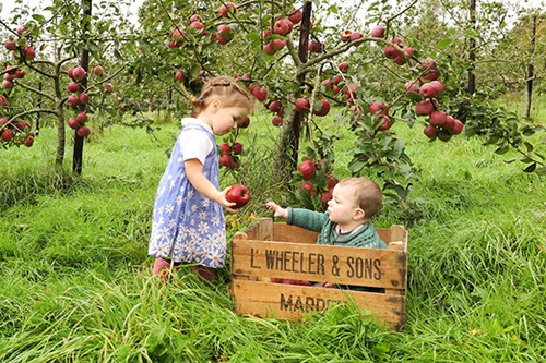 two children picking apples