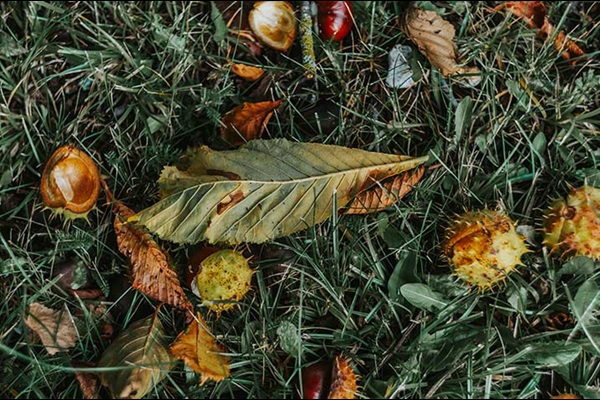 leaves chestnuts and other nature objects by Oskar Kadaksoo
