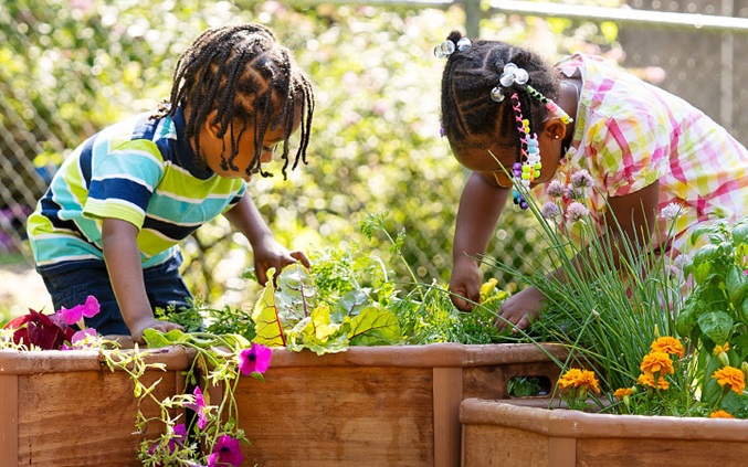 Growing your own food