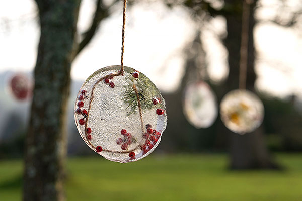 A disk of ice with embedded red berries hanging from a tree branch