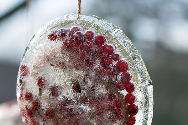 close-up partial view of a disk of ice with many red berries hanging from a tree branch
